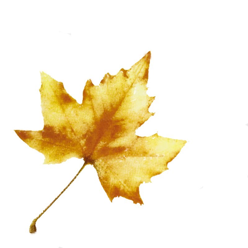 KERAMA MARAZZI A1839/1236 Клен 9,9x9,9