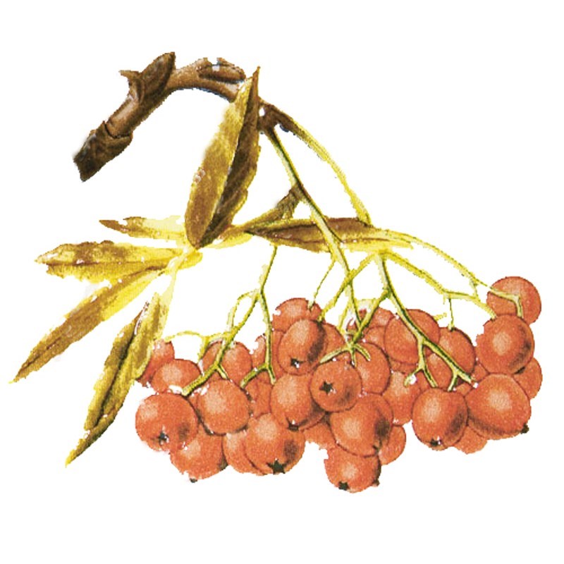 KERAMA MARAZZI A1898/1236 Рябина 9,9x9,9